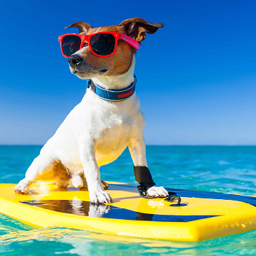 Vacanza con il tuo cane - 29.318 Appartamenti & Case per le Vacanze