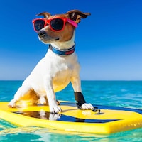 Vacanza con il tuo cane - 23.741 Appartamenti & Case per le Vacanze