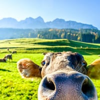 Vacanze in fattoria - 596 Appartamenti & Case per le Vacanze