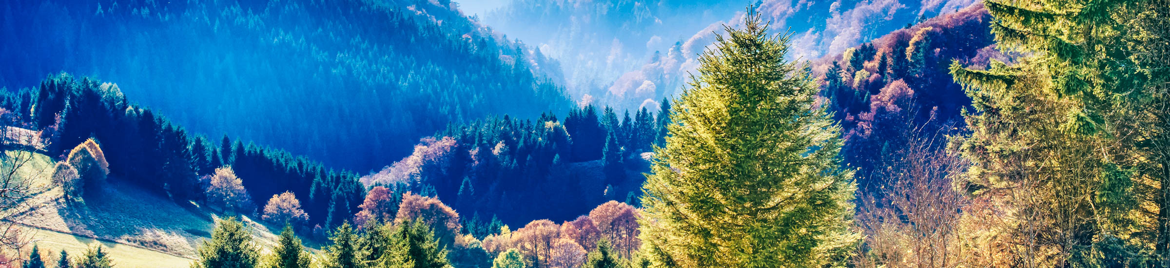 Blick auf den Schwarzwald